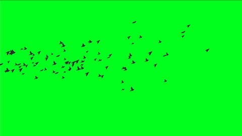 Green Screen Birds Stock Video Footage - 4K and HD Video Clips ...