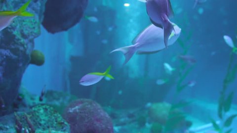 Ray Fish And Snubnose Pompano Stock Footage Video 100 Royalty