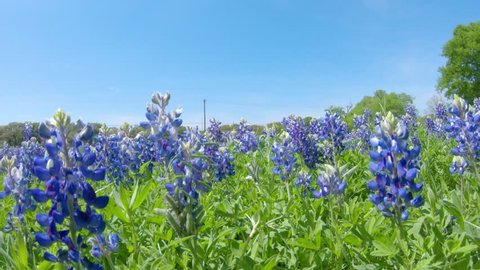 Close Up Bluebonnets In Hill Country Texas On A A Bright Spring Day Camera Goes Thru The Flowers On The Field