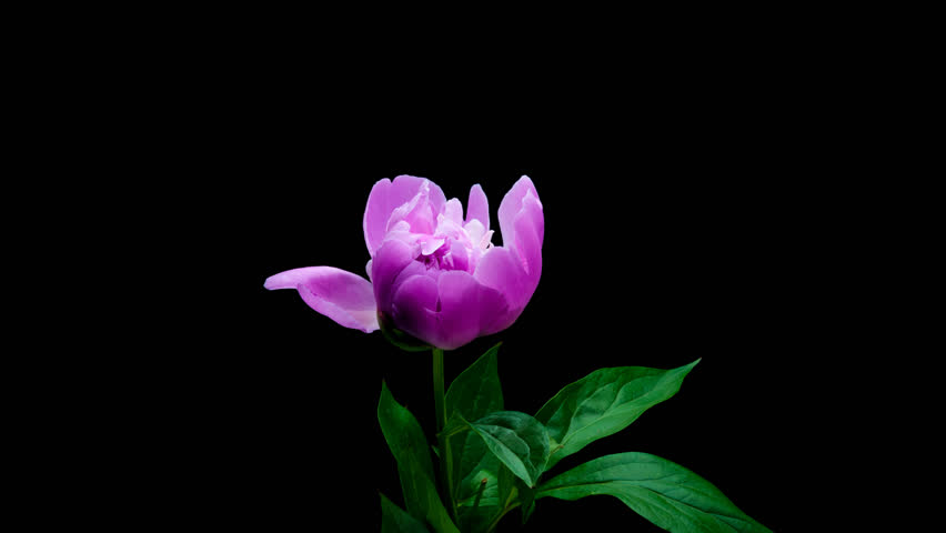 Timelapse Of Pink Peony Flower Blooming On Black Background Stock ...
