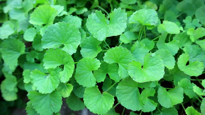 Image result for centella asiatica
