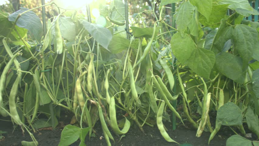 Closeup big Seed Pods image - Free stock photo - Public Domain photo ...