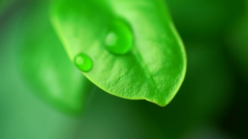 Clean leaf. Clean leaf