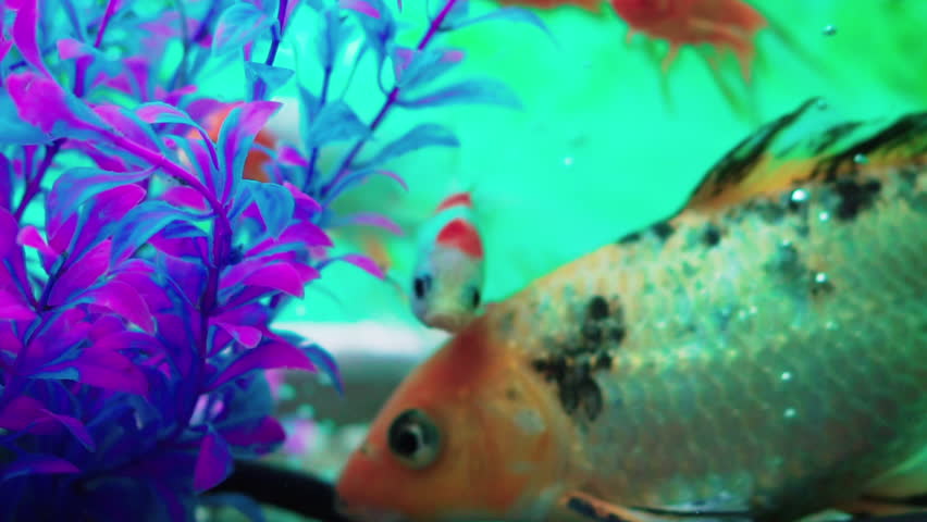 Comet Goldfish In Aquarium With Stock Footage Video 100