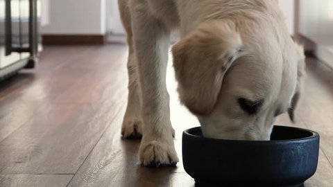 White Dog Running Towards Food Bowl