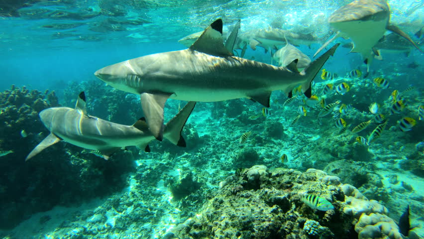 Blacktip Reef Shark - Carcharhinus melanopterus image - Free stock ...