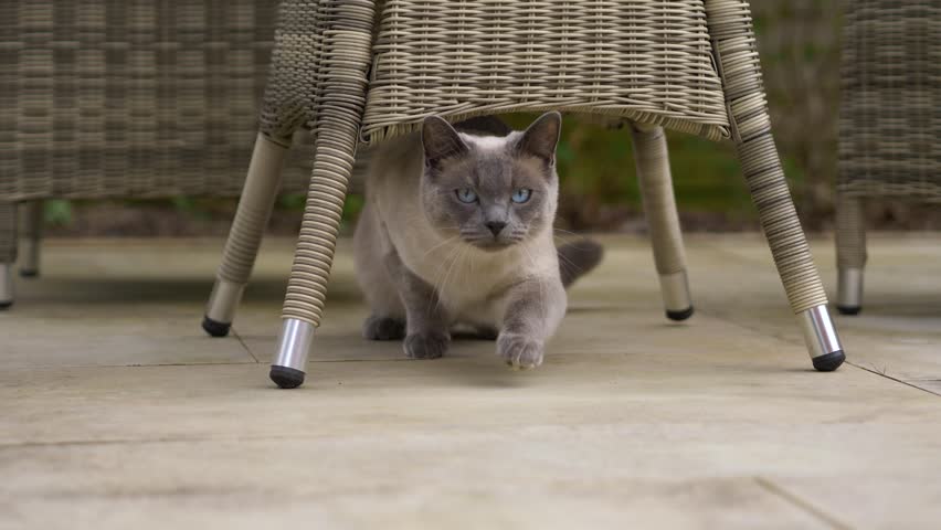 Cat Ragdoll British Short Hair Mix Stock Footage Video 100