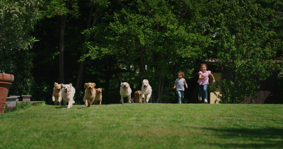 Two pet dogs in the garden image - Free stock photo - Public Domain ...