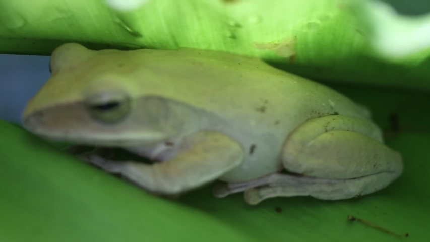 Frog, Polypedates Leucomystax,polypedates Maculatus On Stock Footage 