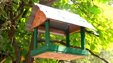 Bird Perched On Birdhouse Stock Video Footage 4k And Hd Video