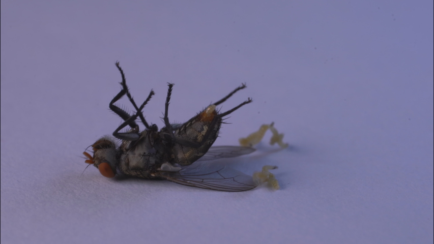 Macro Photo of Fly - Diptera image - Free stock photo - Public Domain ...