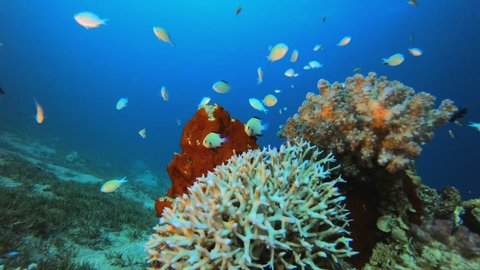 Underwater Fish And Hard Coral Stock Footage Video 100 Royalty
