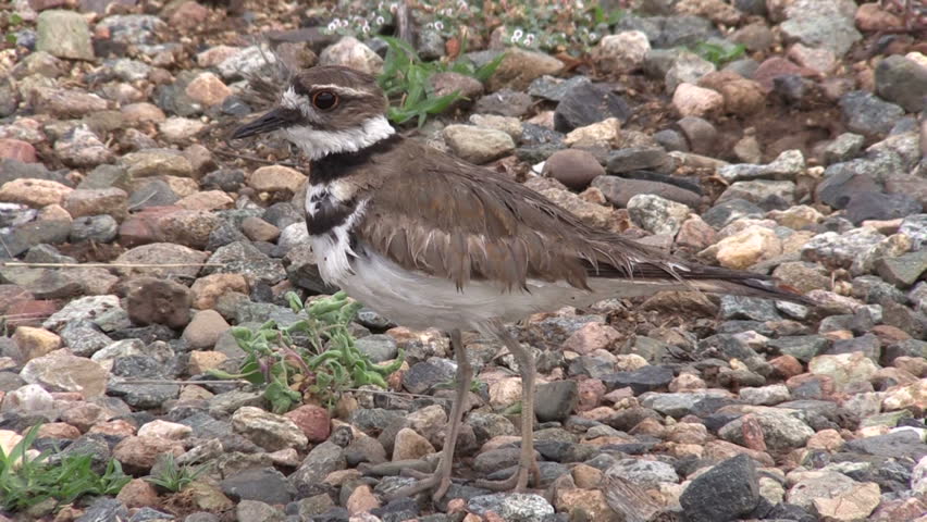 Header of killdeer