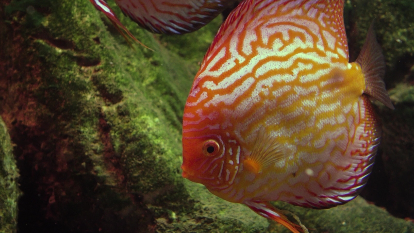 The discus Fish - Symphysodon image - Free stock photo - Public Domain ...