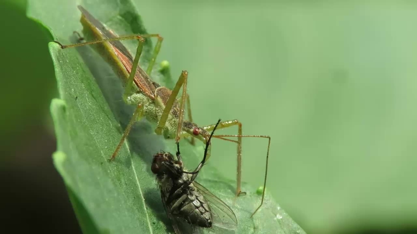 Assassin Bug image - Free stock photo - Public Domain photo - CC0 Images