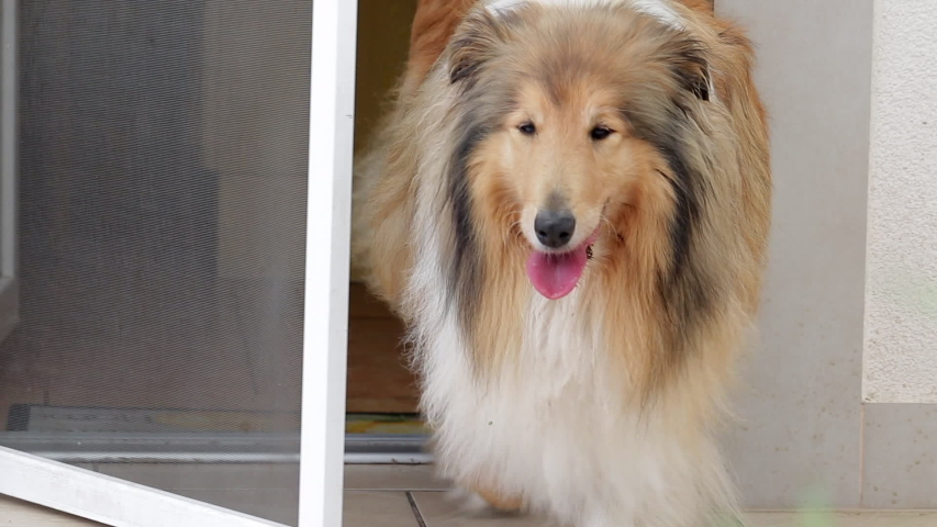 Rough Collie Dog Pushing Fly Stock Footage Video 100 Royalty