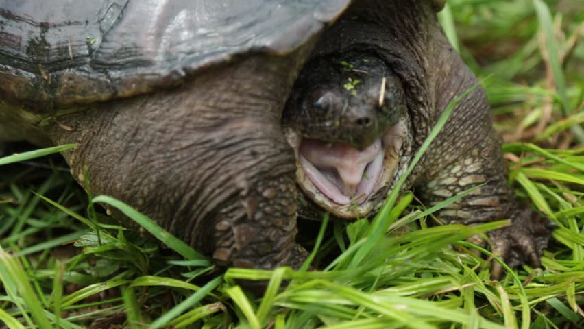 Snapping Turtle with open mouth image - Free stock photo - Public ...