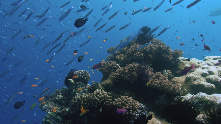 Water and ocean of the Great Barrier Reef in Queensland, Australia