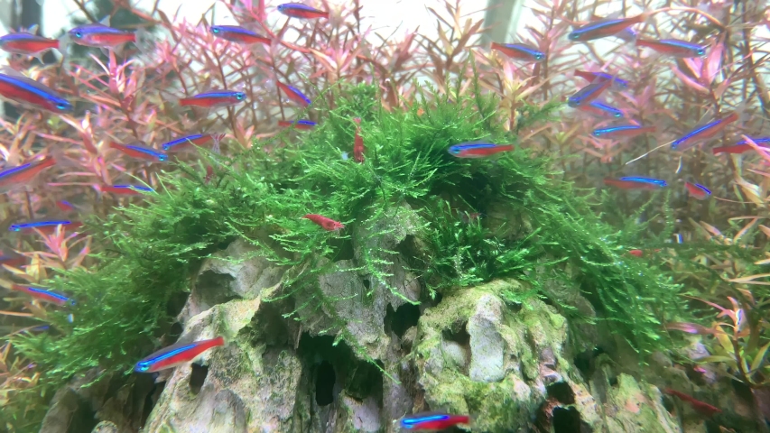 4k00 21beautiful Blue Guppy Fish Swimming In Fish Tank Video 4k