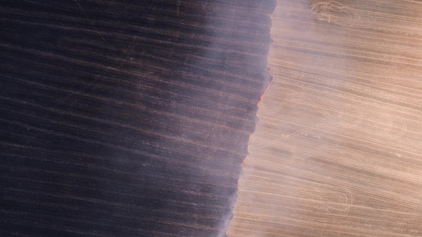 Flame Danger Burning Dry Plant Stock Footage Video 100