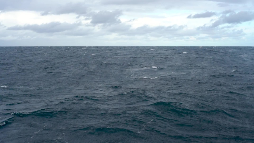 Blue Whale Blowhole image - Free stock photo - Public Domain photo ...