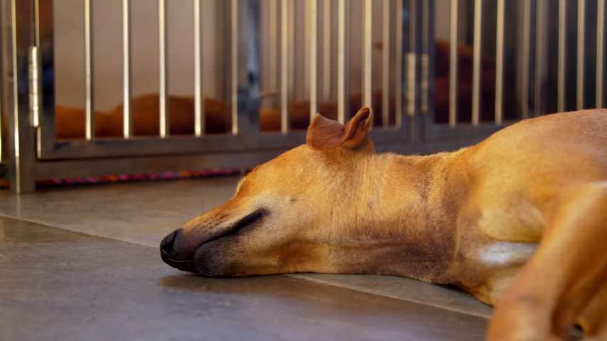 Skinny Bright Ginger Dog With Stock Footage Video 100 Royalty