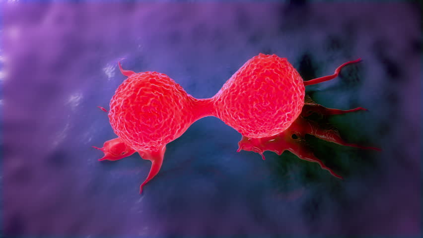 Dividing Breast Cancer Cell.It Is In The Telophase Stage ...