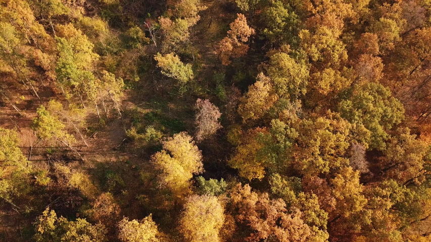 Golden leaves in the Autumn Forest image - Free stock photo - Public ...