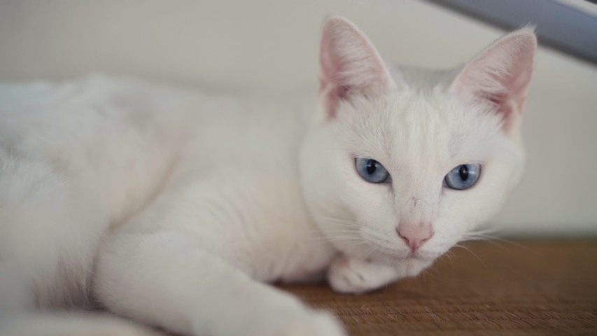 White Japanese Cat Short Hair Stock Footage Video 100 Royalty