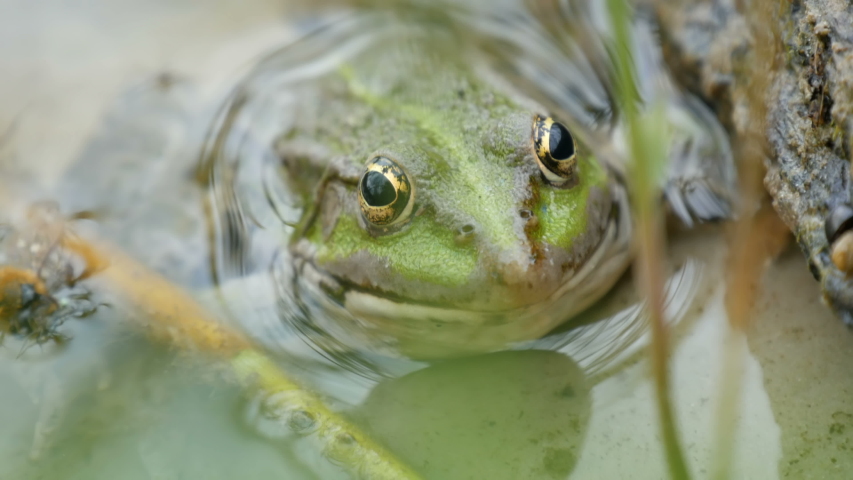 Face of a Frog image - Free stock photo - Public Domain photo - CC0 Images