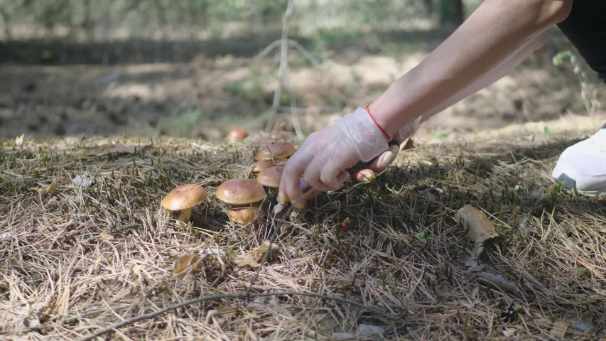 Gather mushrooms. Gather Mushrooms картинка.