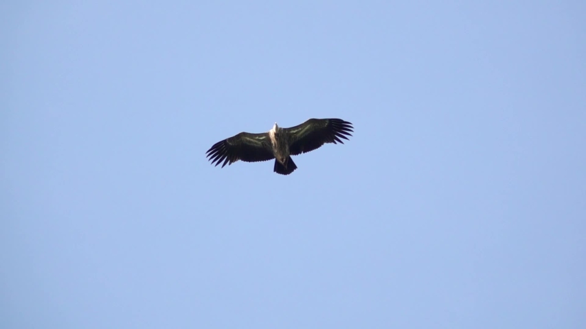 Vulture In Flight Image Free Stock Photo Public Domain Photo Cc0