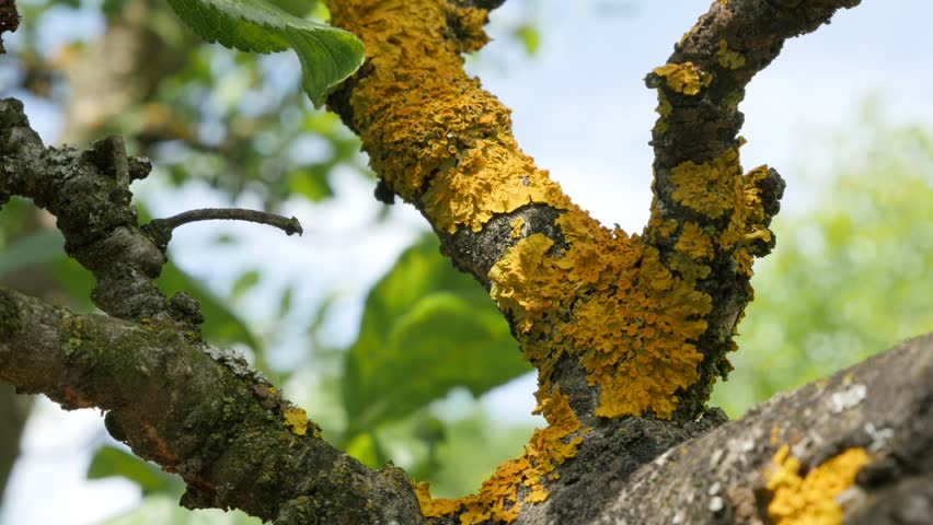 Header of Caloplaca
