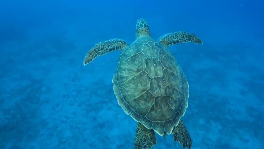 Underwater Photo Of A Turtle Image - Free Stock Photo - Public Domain 