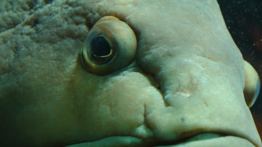Grouper in the Aquarium close-up image - Free stock photo - Public ...