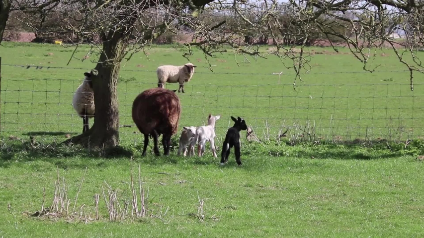 Lamb Ewe Sheep Farm Nature Stock Footage Video (100% Royalty-free
