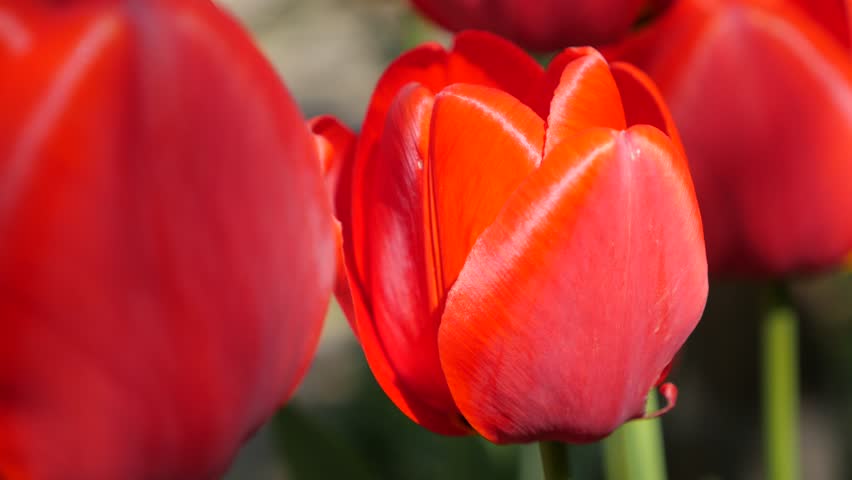 Blooming Red Tulip In The Spring In The Wind Stock Footage Video ...