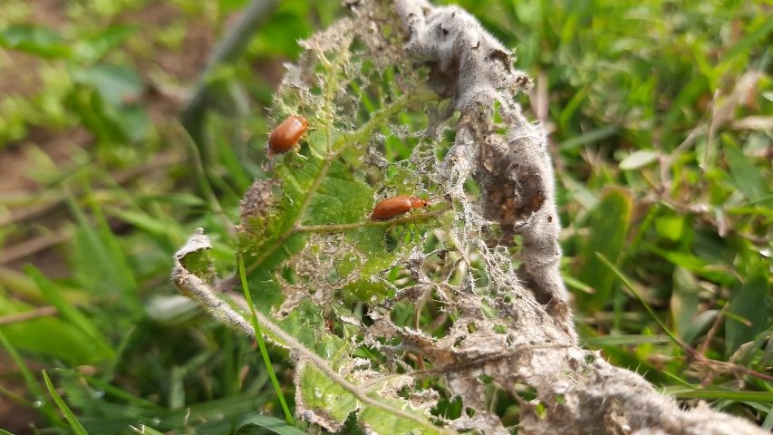 Red Beetle Bug On Leaf Image Free Stock Photo Public Domain Photo 