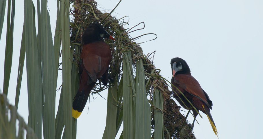 Montezuma oropendola - Psarocolius montezuma image - Free stock photo - Public Domain photo ...