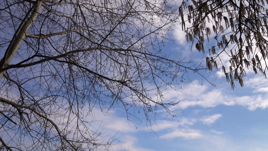 Pussy Willow on a branch image - Free stock photo - Public Domain photo