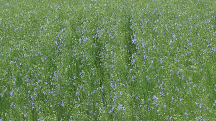 Rows Of Flax Blooming In Stock Footage Video 100 Royalty Free 10558880 Shutterstock - 