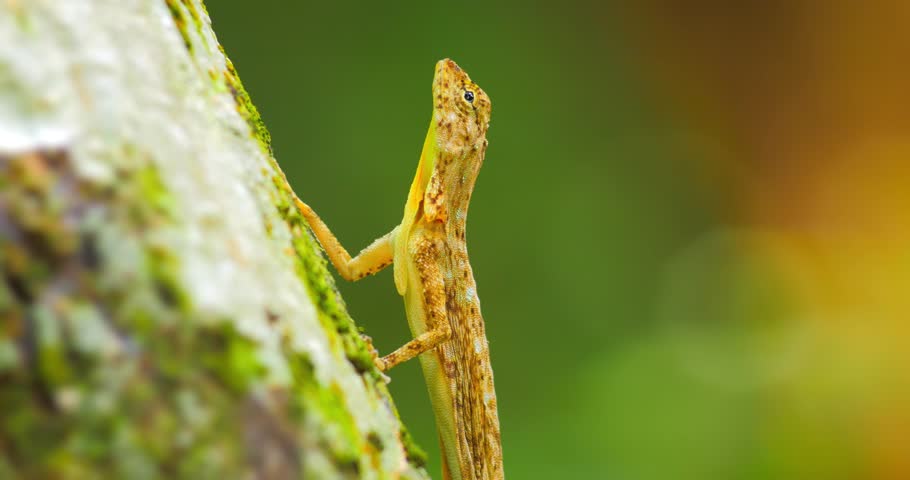 Barred Flying Lizard - Draco Taeniopterus Or Asian Garden Lizard ...