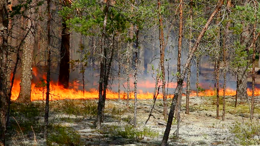 Forest Fire, Large Fire Burns Luxuriously In The Woods. Wildfire ...