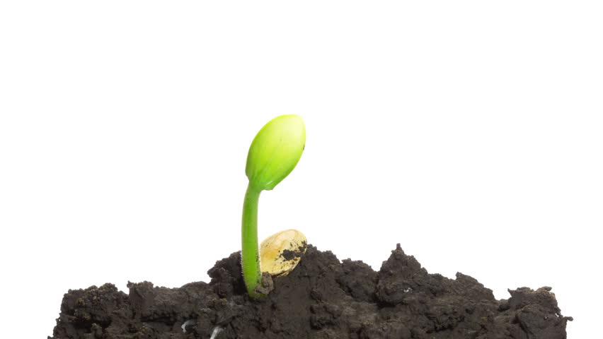 Stock video of time-lapse grow sprout from seed - | 1080850 | Shutterstock