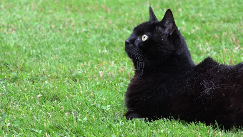 Black Pet Cat Walking On Green Grass In Summer City Park. Stock Footage ...