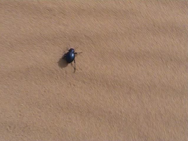 Beetle in the Sahara, Morocco Stock Footage Video (100% Royalty-free ...