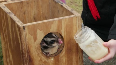 Sugar Glider Stock Video Footage - 4K and HD Video Clips | Shutterstock