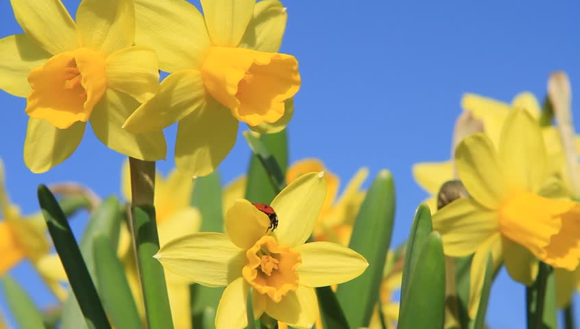 Image result for daffodil stock photo