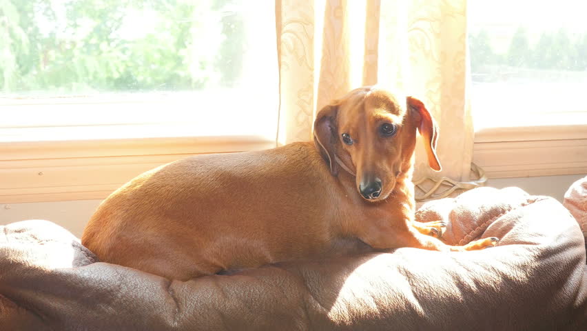 Resultado de imagen para dachshunds sofa