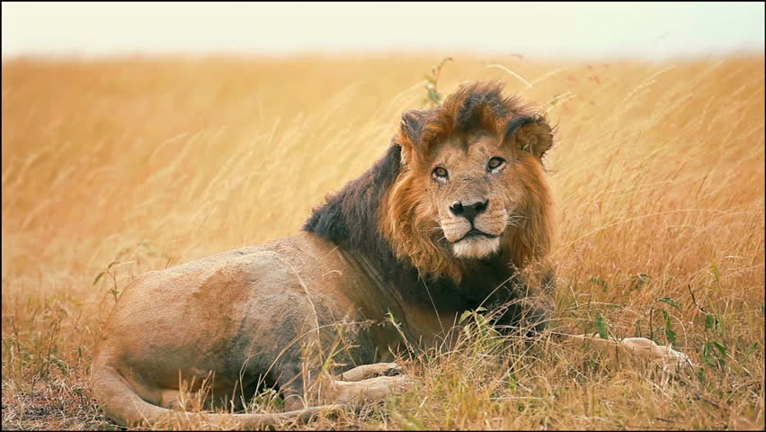 Male Lion Looking Around In A Windy Day In Masai Mara, Kenya Stock ...